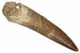 Large, Fossil Plesiosaur (Zarafasaura) Tooth - Morocco #344205-1